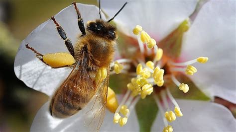 Huge Honey Bee Losses Across Canada Dash Hopes Of Upturn Canada Cbc News