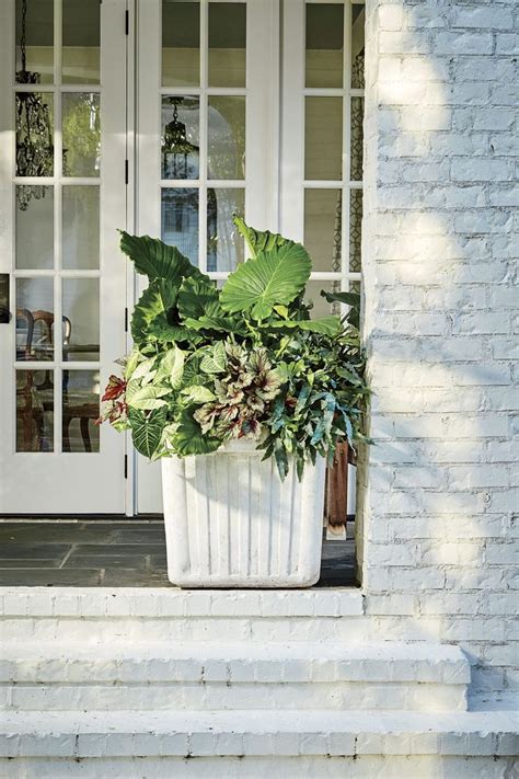 30 Containers For Covered Porches That Thrive In The Shade Container