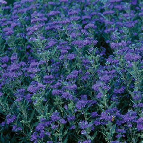 We did not find results for: First Choice Caryopteris in 2020 | Late summer flowers ...