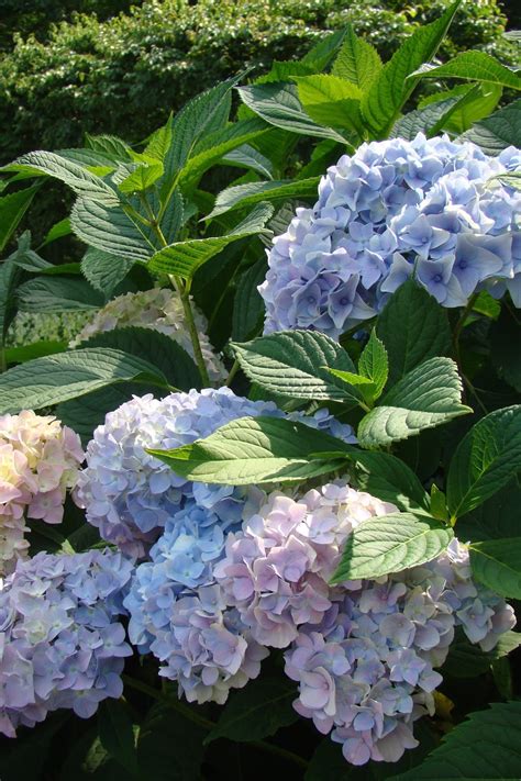 That extra energy will really help with getting more blooms. Making Hydrangeas bloom BLUE