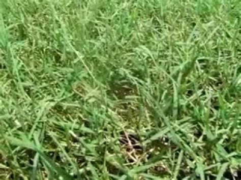 Check spelling or type a new query. Bermudagrass Identification - YouTube