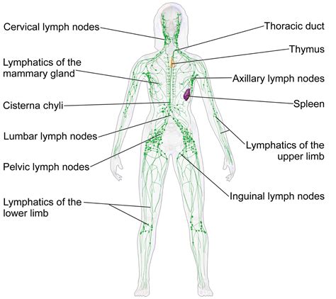 The Lymph Nodes And Lymphatic System Images And Photos Finder