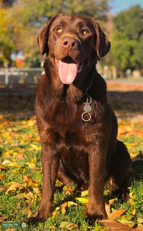 Chocolate Labrador Stud Dog In California The United States Breed