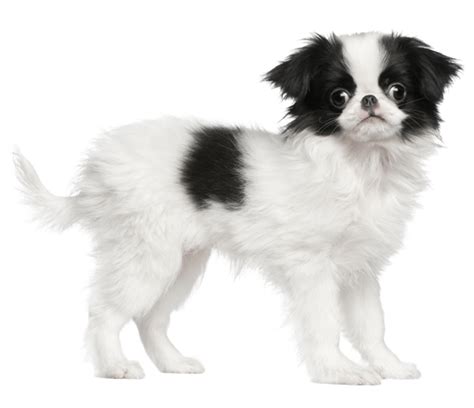 Japanese Chin Dog Breed Facts And Information Wag Dog Walking