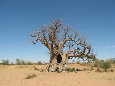 Historic Baobab Trees Of Senegal Baobab Tree Senegal Baobab