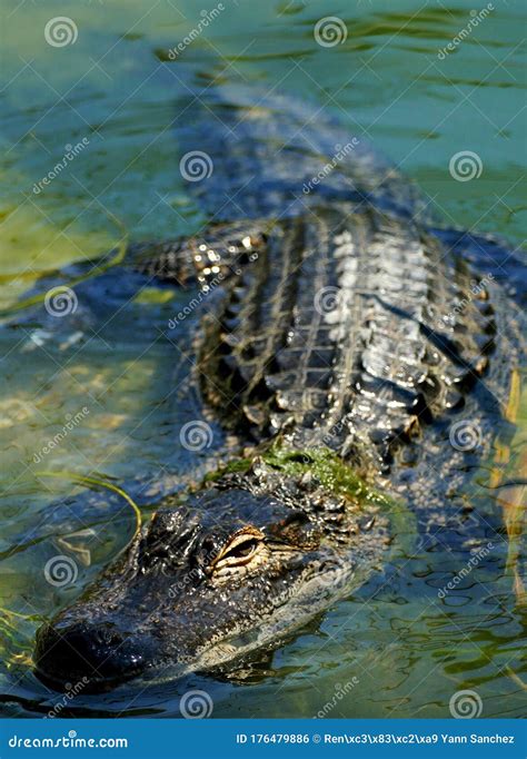 Alligator Swimming In A River Stock Photo Image Of Predator