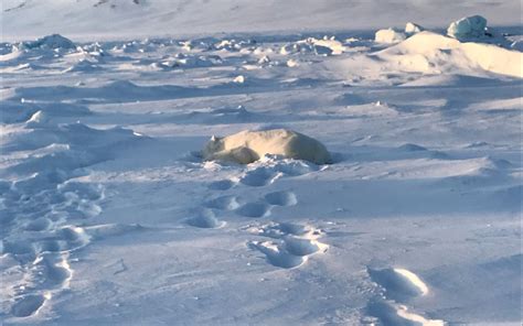 polar bear killed in svalbard attack life in norway
