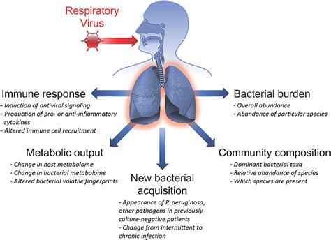 Frontiers Viral Bacterial Co Infections In The Cystic Fibrosis Respiratory Tract
