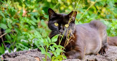 Operation Catnip Saving Community Cats Cole And Marmalade