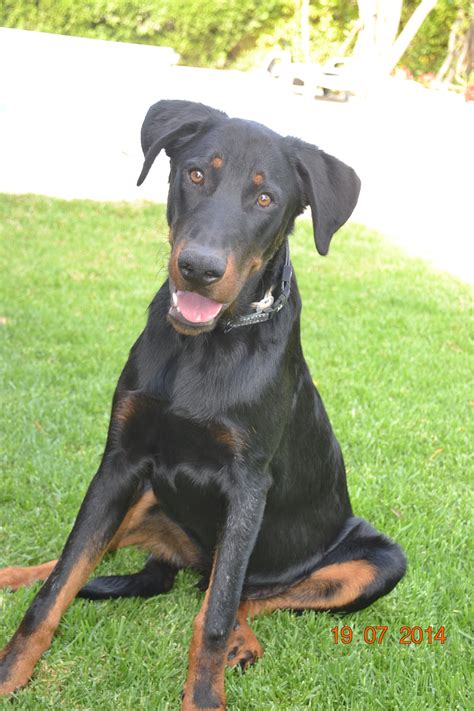 Characteristics, history, care tips, and helpful. Elevage chiot beauceron PACA Var