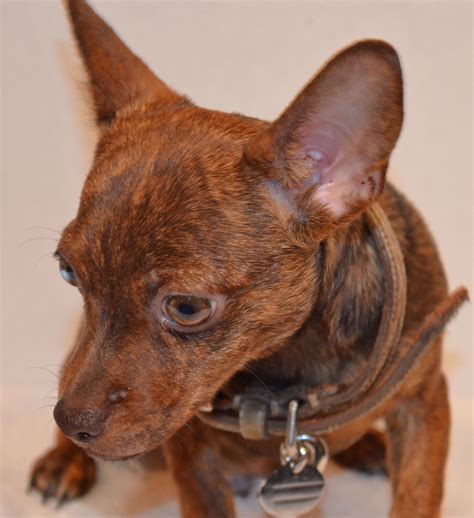 Rat Terrier Chihuahua Mix Brindle Pets Lovers