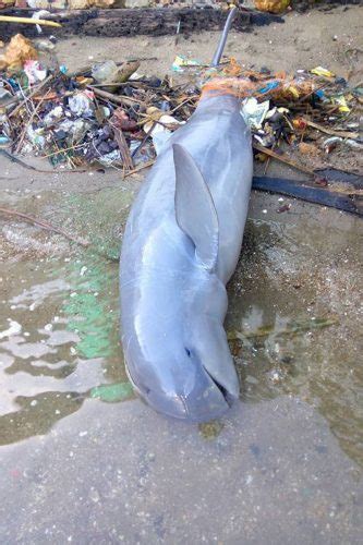 Endangered Irrawaddy Dolphin Found Dead In Palawan