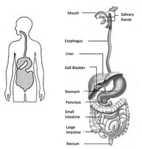 Anatomy Physiology Digestive System Flashcards Quizlet