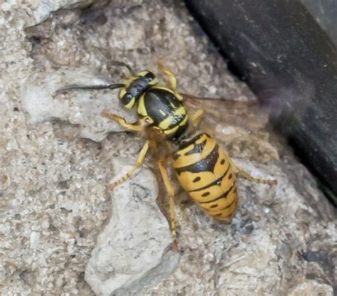 Large Yellow Bee With Rows Of Black Dots On Abdomen Vespula