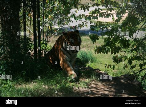 Tiger Walking In The Woods Stock Photo Alamy