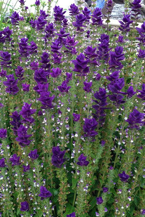 Red, pink, purple, yellow, orange, green. Salvia horminum 'Blue' - Buy Online at Annie's Annuals