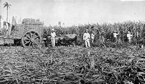 Cuban Sugar Mills In The 19th Century