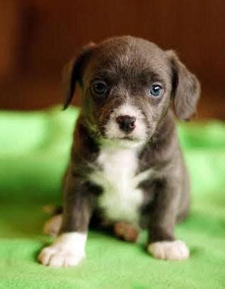 Nammie washington on free chihuahua puppies craigslist. Meet Bentley, a Petfinder adoptable Beagle Dog | Maple ...