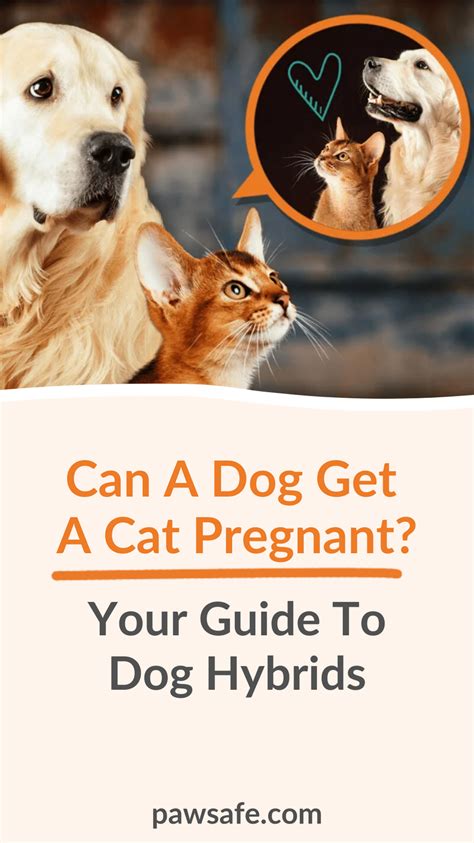 Can A Dog Get A Cat Pregnant Your Guide To Dog Hybrids In 2023