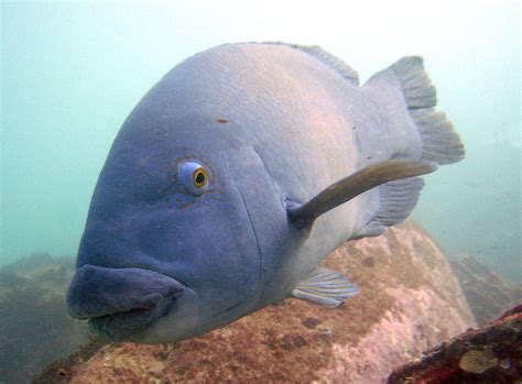 Big Blue Fish Free Photo Download Freeimages