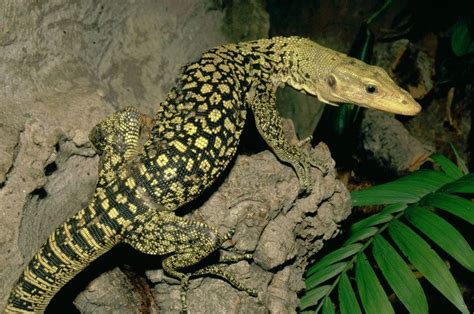 Southeast Asian Lizards Said Exploited At Unsustainable Rates