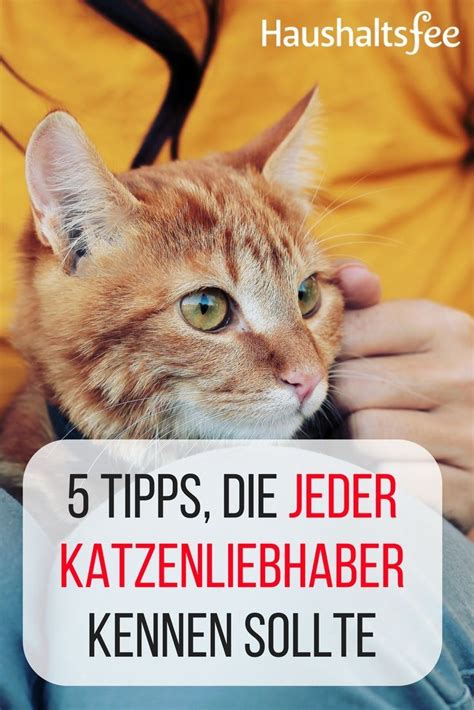 Mein anliegen ist es katzen auch in der. Katze in der Wohnung: Geruch, Katzenhaare & Hygiene ...