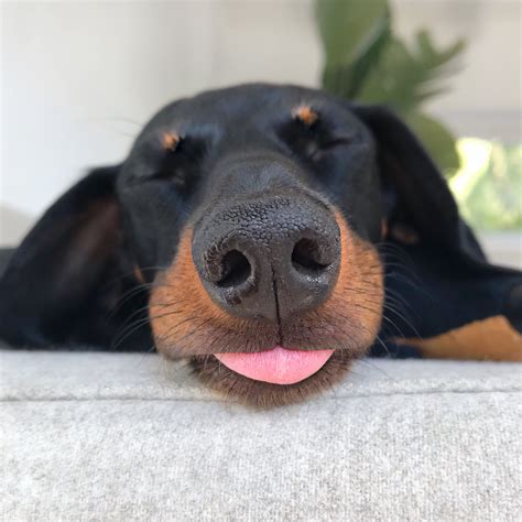 Sleepy dachshund shows tongue | Dachshund dog, Dachshund puppy miniature, Dachshund lovers