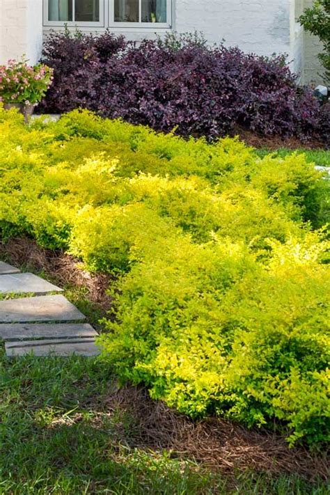 Check spelling or type a new query. 'Sunshine' Ligustrum | Sunset Western Gardens | Southern ...