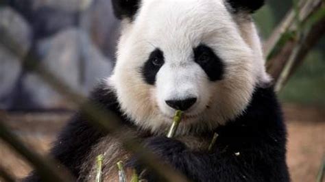 Lun Lun The Panda At Zoo Atlanta Is Expecting Wsb Tv Channel 2 Atlanta