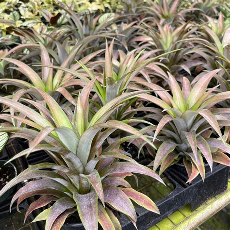 Ananas Lucidus Red Spineless Pineapple Gabriella Plants