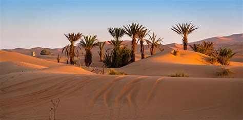 Desert Oasis Stock Photos Pictures And Royalty Free Images Istock