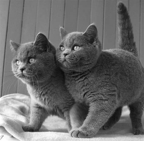 British Shorthair Cats Catssky Gray And Gray And White