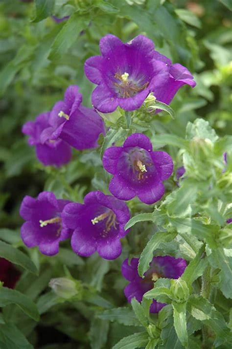 Caly canthema) are perhaps the most showy and satisfactory of the whole group. Champion Blue Canterbury Bells | Calloway's Nursery