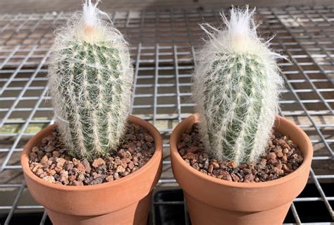Cephalocereus Senilis Old Man Cactus How To Grow And Care 101