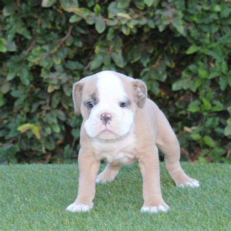 The english bulldog can display dominating behavior and requires a firm handler to show him his place. Old English Bulldog Puppies For Sale | Oxnard, CA #165642