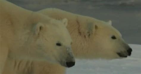 Polar Bears Could Go Extinct Due To Climate Change Study Warns Cbs News