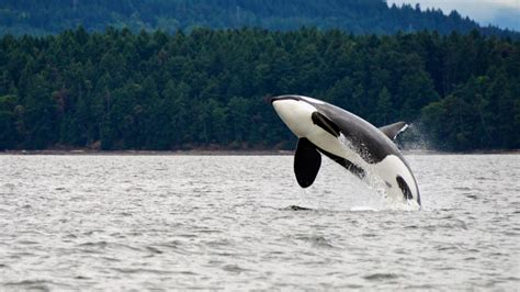 The 1 Billion Push To Save Orca Whales In Washington Giving Compass