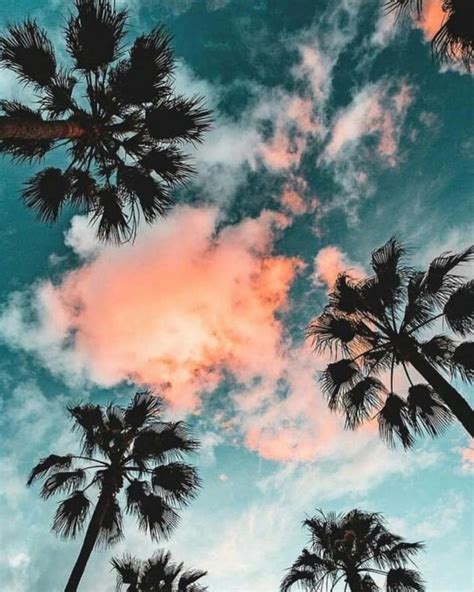 Aesthetic Palm Tree Wallpapers Top Free Aesthetic Palm Tree