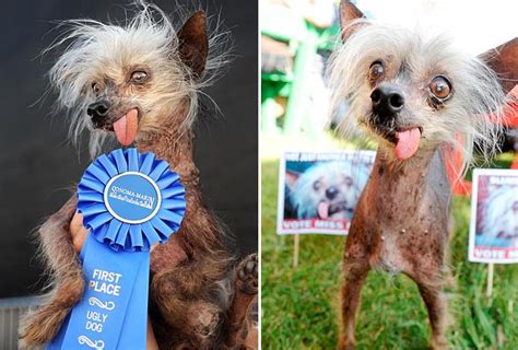 D3adstock Ave Worlds Ugliest Dog Dies At 17