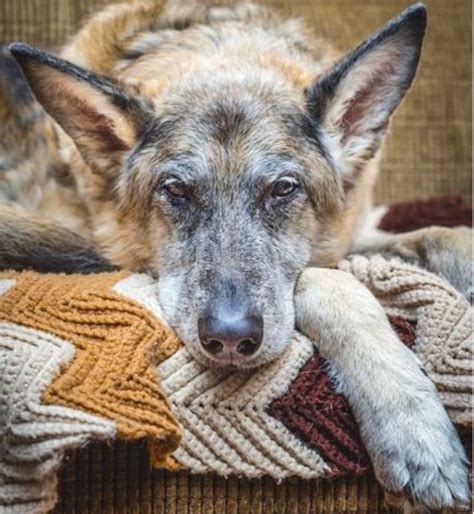 Uveal Eye Melanomas Dark Masses On Dogs Eyes Dog Discoveries
