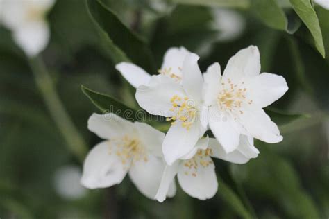 Beautiful White Jasmine Flower In The Garden Stock Photo Image Of