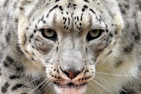 Snow Leopard Close Up Photo Snow Leopard Snow Animals Leopard Face
