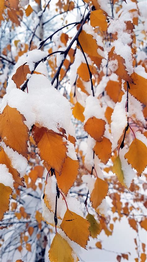 Winter Autumn Leaves Leaves Snow Tree Hd Phone Wallpaper Peakpx