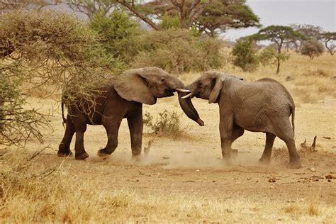 Free Images Adventure Wildlife Herd Africa Mammal Fauna Savanna
