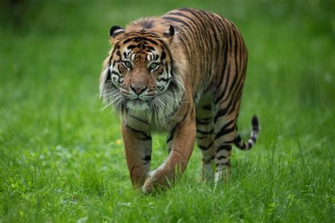 Two Critically Endangered Sumatran Tigers Infected With Covid The