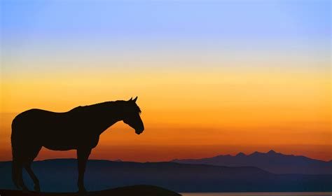 Horse Silhouette At Sunrise Free Stock Photo Public Domain Pictures