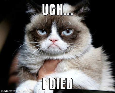 Pin On Grumpy Cat B4 And After Death