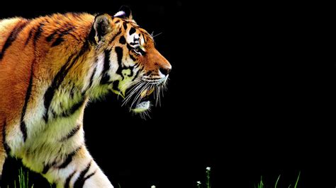 Bengal Tiger Uhd 4k Wallpaper Pixelzcc