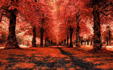 Red Forest Landscape Path Wallpaper Nature And Landscape