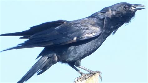 Crow Call Cawing Sounds Bird Youtube